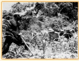 Cùng các đồng chí sống tại Chiến khu Việt Bắc, tăng gia sản xuất, năm 1953